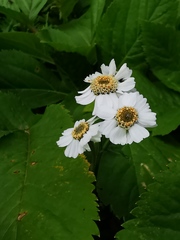 Achillea alpina camtschatica