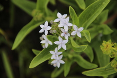 Pentanisia arenaria