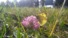 Colias hyale