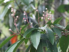 Miconia notabilis