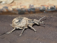 Leptopius robustus