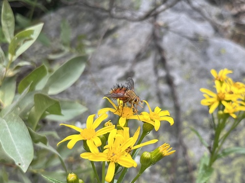 Unknown species found near Grand Teton National Park, Moran, WY, US