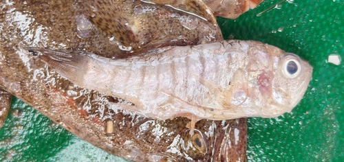 Cardinal fish (Jaydia lineata) — Apogonidae — 3