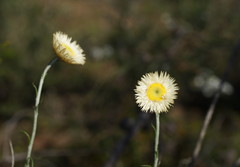 Chrysocephalum baxteri