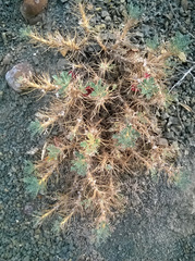Astragalus arnacantha