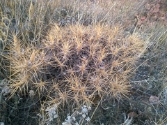 Astragalus arnacantha