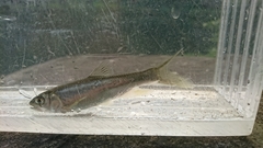 Opsariichthys pachycephalus