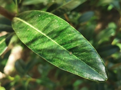 Sideroxylon borbonicum