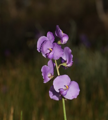 Swainsona procumbens