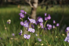 Swainsona procumbens