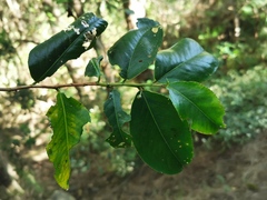 Aphloia theiformis