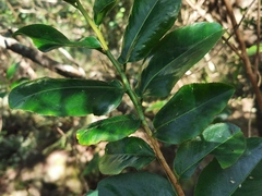Aphloia theiformis