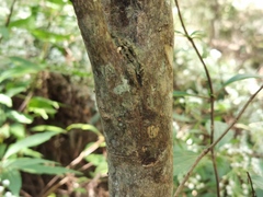 Aphloia theiformis