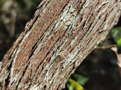 Aphloia theiformis