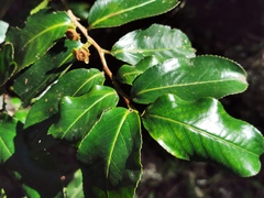Aphloia theiformis