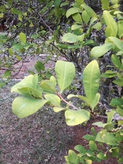 Erythroxylum coca