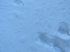 Tetrao