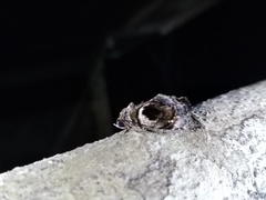 Drobeta