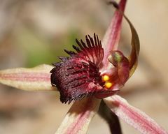 Caladenia ampla