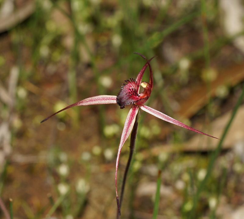 Dainty spider orchid