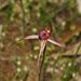 Dainty Spider Orchid - Photo (c) Reiner Richter, some rights reserved (CC BY-NC-SA), uploaded by Reiner Richter