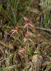 Caladenia ampla