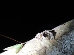 Drobeta