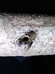 Drobeta