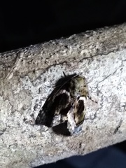 Drobeta
