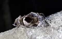 Drobeta