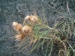 Ptilostemon echinocephalus
