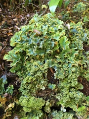 Podostictina pickeringii