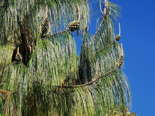 Pinus patula image