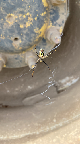 Banded Garden Spider