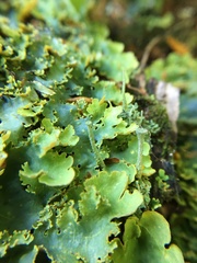 Podostictina pickeringii