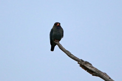 Eurystomus orientalis pacificus