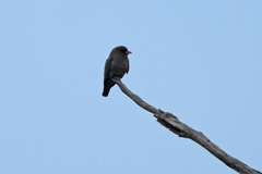 Eurystomus orientalis pacificus