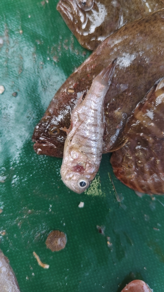 Cardinal fish (Jaydia lineata) — Apogonidae