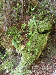 Podostictina pickeringii