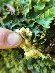 Podostictina pickeringii