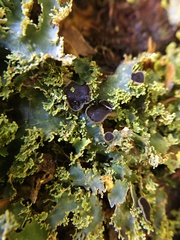 Podostictina pickeringii