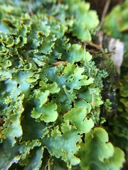 Podostictina pickeringii