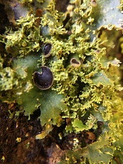 Podostictina pickeringii