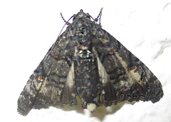 Marathyssa albidisca