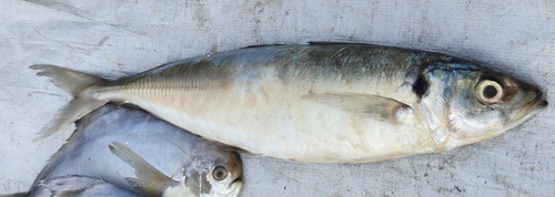 Deep-bodied round scad (Decapterus maruadsi) — Carangidae — 4