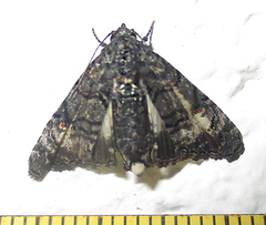 Marathyssa albidisca