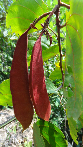 Bauhinia phoenicea, photograph 4