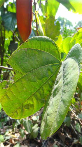 Bauhinia phoenicea, photograph 5