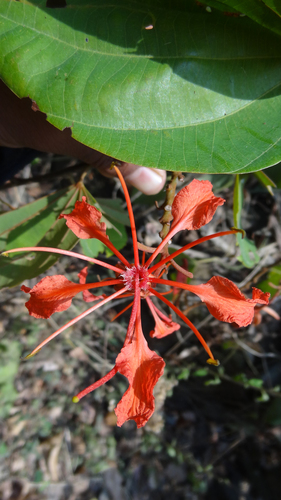 Bauhinia phoenicea, photograph 6
