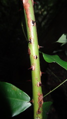 Mezoneuron cucullatum